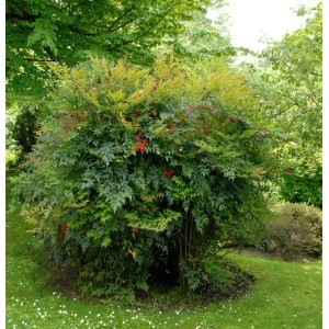 Himmelsbambus (Nandina domestica), Strauch mit roten Beeren und grün-gelbem Laub.