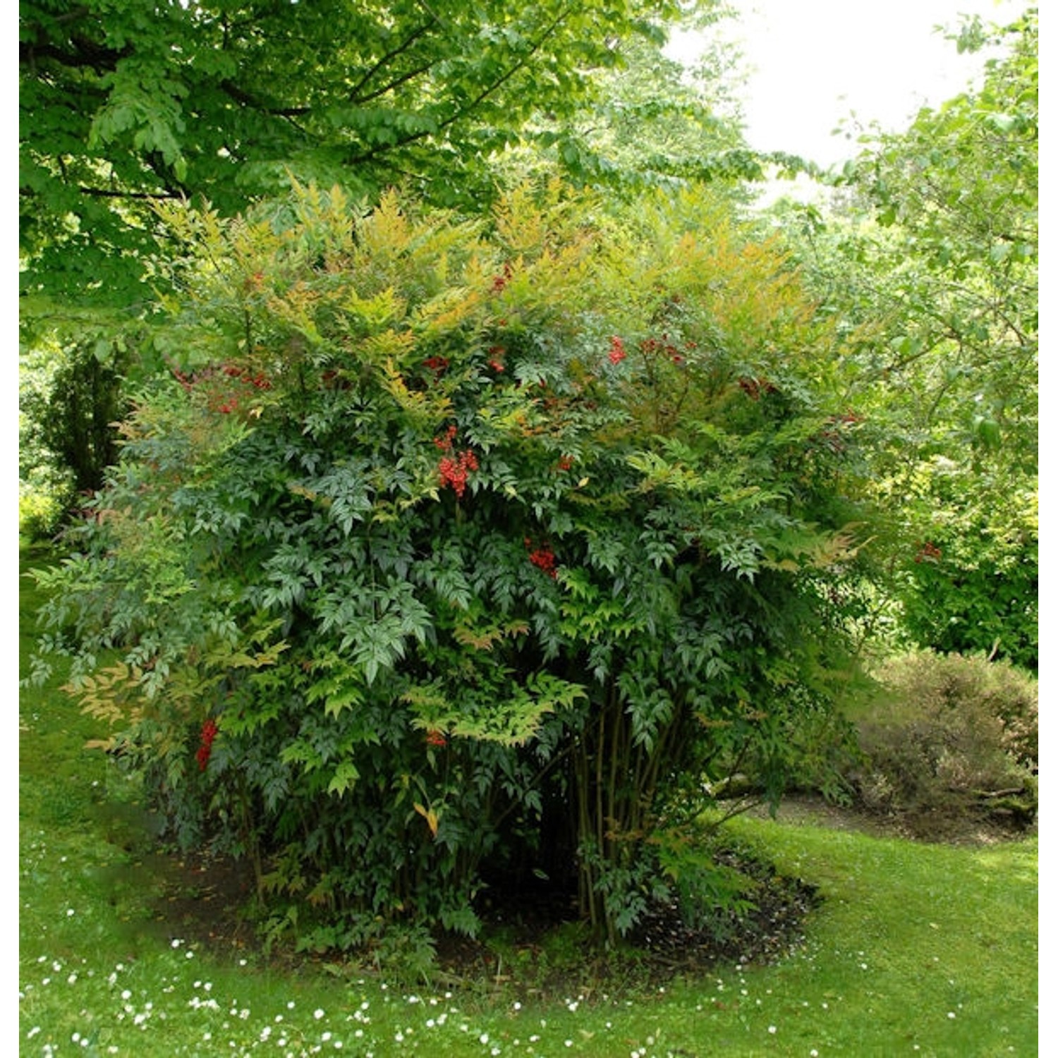 Himmelsbambus 30-40cm - Nandina domestica günstig online kaufen