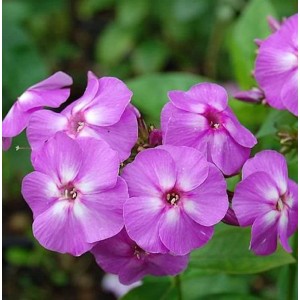 Nahaufnahme der lila Flammenblume (Phlox paniculata) mit weißen Akzenten im Garten.