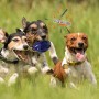 Drei Hunde spielen mit blauem Petsation Kauspielzeug Ball im Gras.