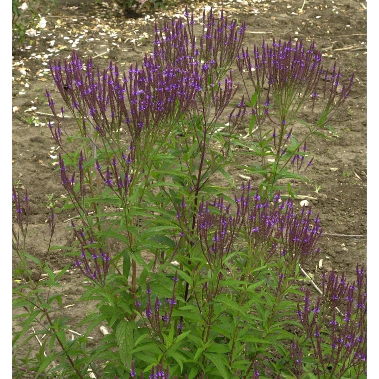 Eisenkraut Blue Spires - Verbena hastata günstig online kaufen