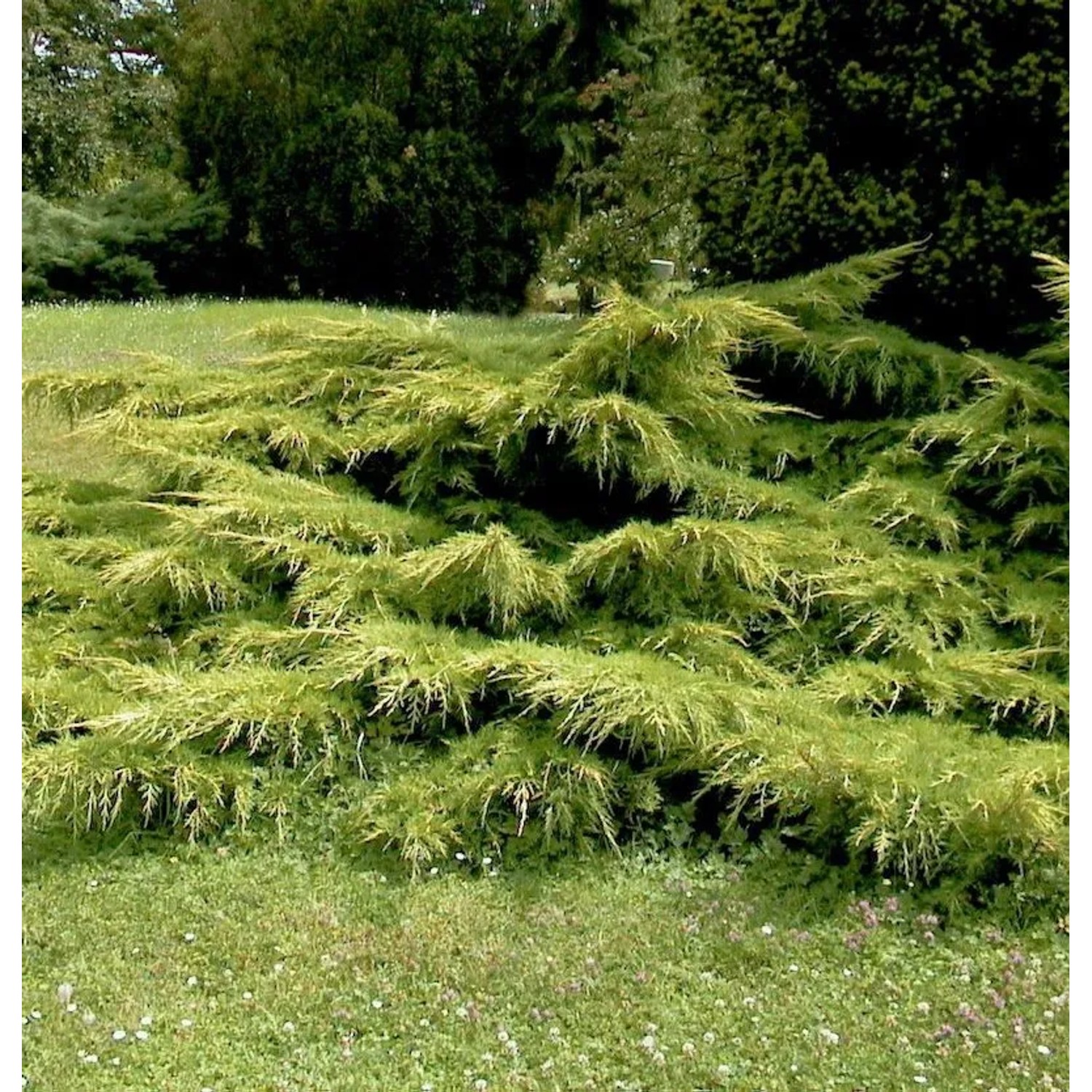 Gelber Pfitzerwacholder 40-60cm - Juniperus media