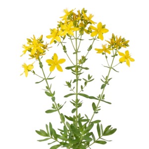 Echtes Johanniskraut (Hypericum perforatum) mit leuchtend gelben Blüten und grünen Blättern. Blumensamen.