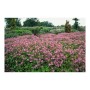 Blühender, rosa Exotenherz Bodendecker Storchschnabel Geranium Cantabrigiense Cambridge im Garten.