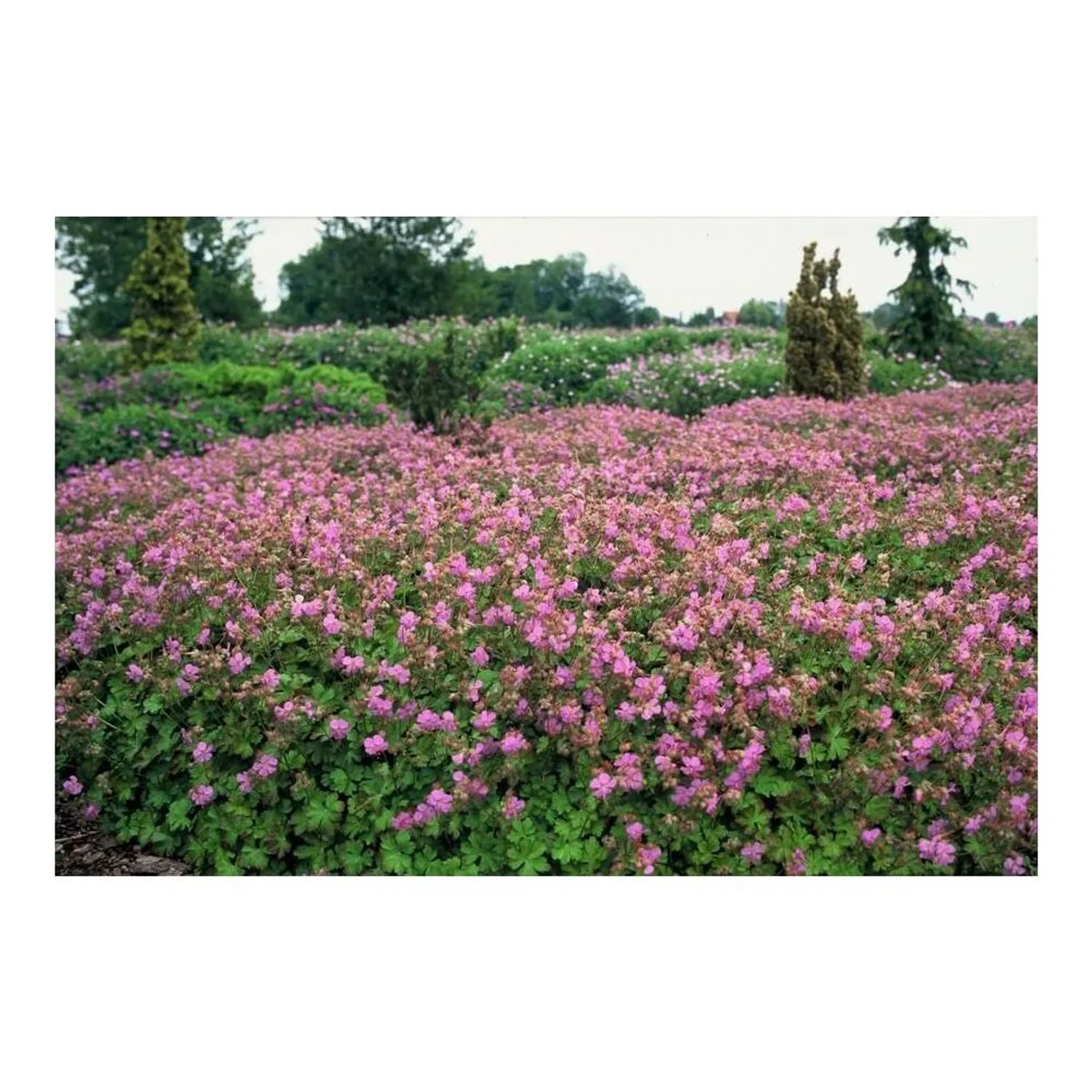 Blühender, rosa Exotenherz Bodendecker Storchschnabel Geranium Cantabrigiense Cambridge im Garten.