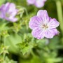 Nahaufnahme einer rosa blühenden Pyrenäen-Storchschnabel (Geranium Endressii) Staude.