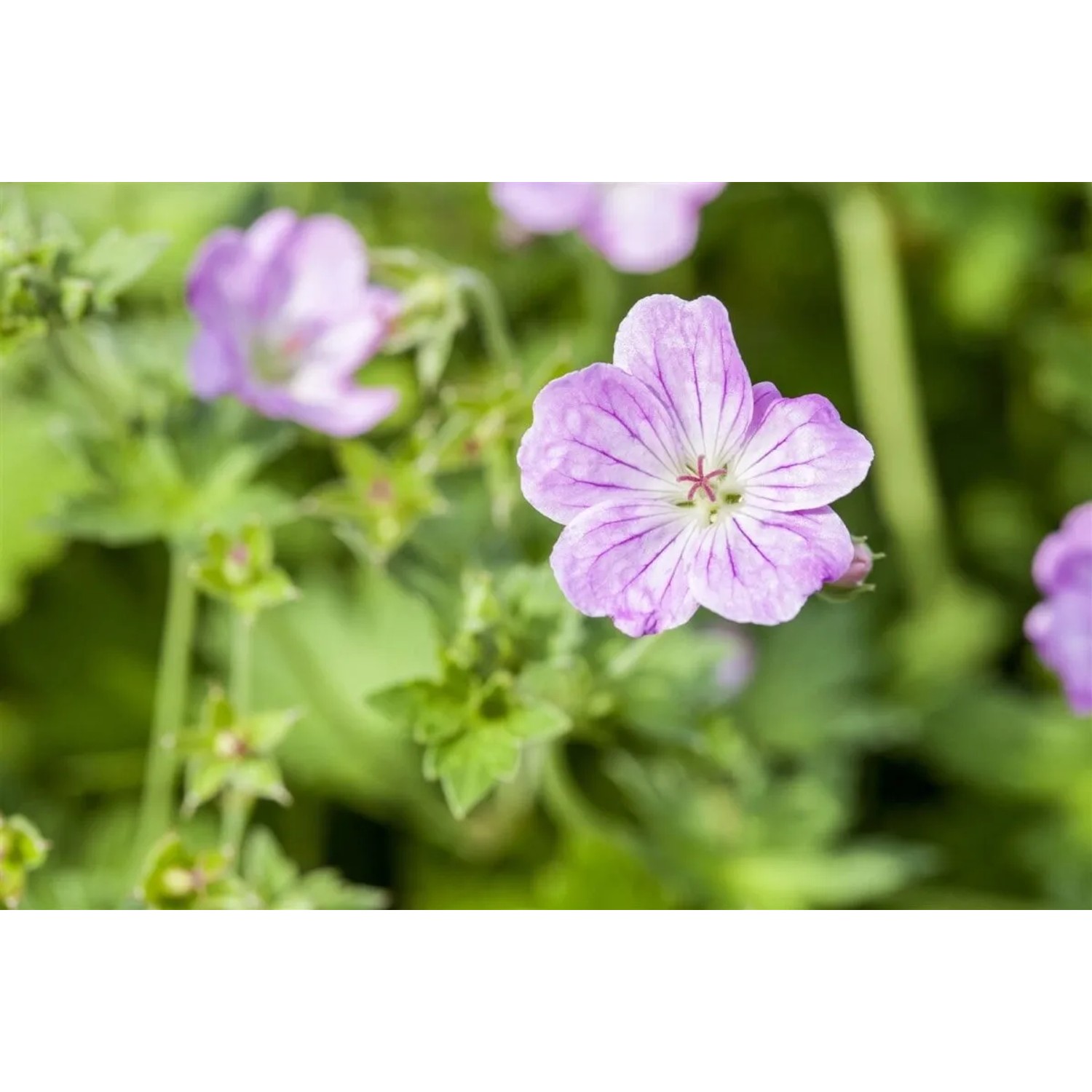 Nahaufnahme einer rosa blühenden Pyrenäen-Storchschnabel (Geranium Endressii) Staude.