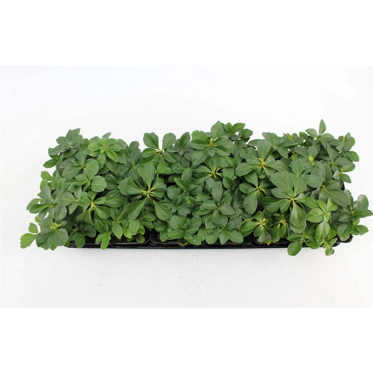 Bodendecker Pachysandra Terminalis P 0,5 günstig online kaufen