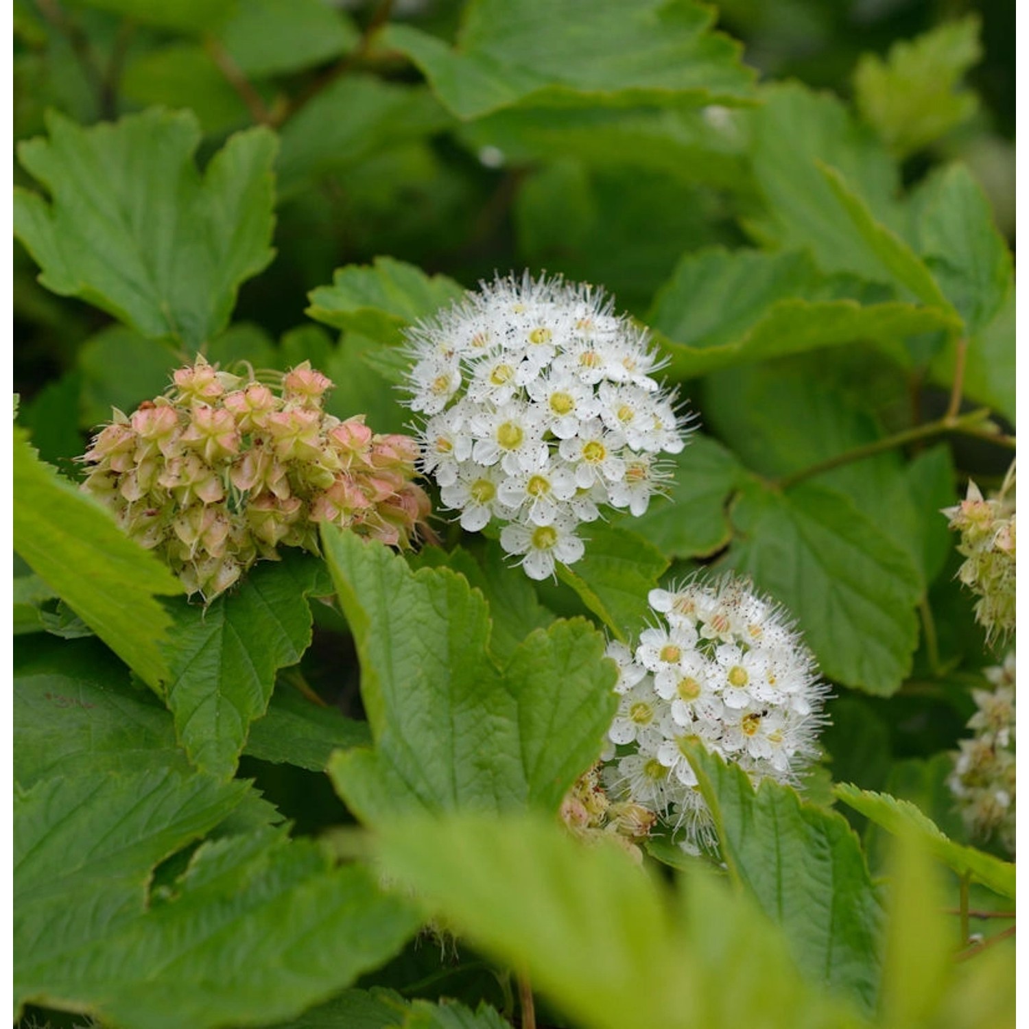 Fasanenspiere Lucky Devil 30-40cm - Physocarpus opulifolius günstig online kaufen