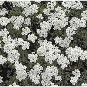 Nahaufnahme der weißen Blüten der Silber Garbe (Achillea kolbiana).
