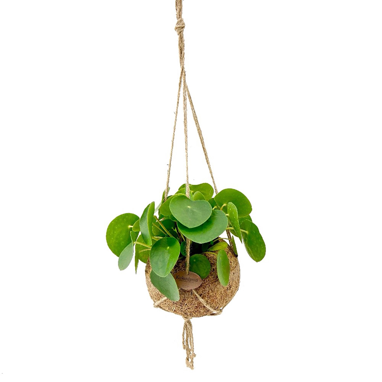 Glückstaler in KokodamaAmpel TopfØ ca. 15 cm Pilea peperomioides