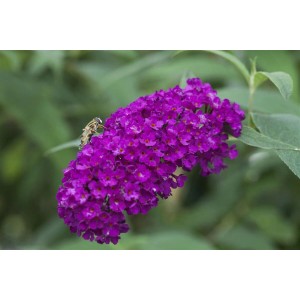 Nahaufnahme einer rot-violetten Blüte des Schmetterlingsstrauchs Royal Red mit Insekt.