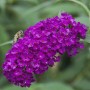 Nahaufnahme einer rot-violetten Blüte des Schmetterlingsstrauchs Royal Red mit Insekt.