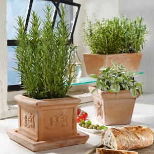 Italienische Kräutermischung im Terrakotta Topf (Rosmarin, Thymian, Salbei).