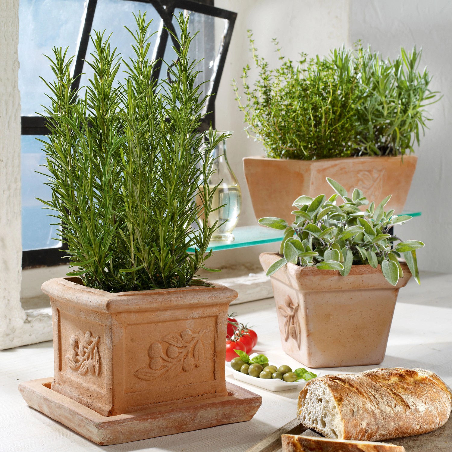 Italienische Kräutermischung im Terrakotta Topf (Rosmarin, Thymian, Salbei).