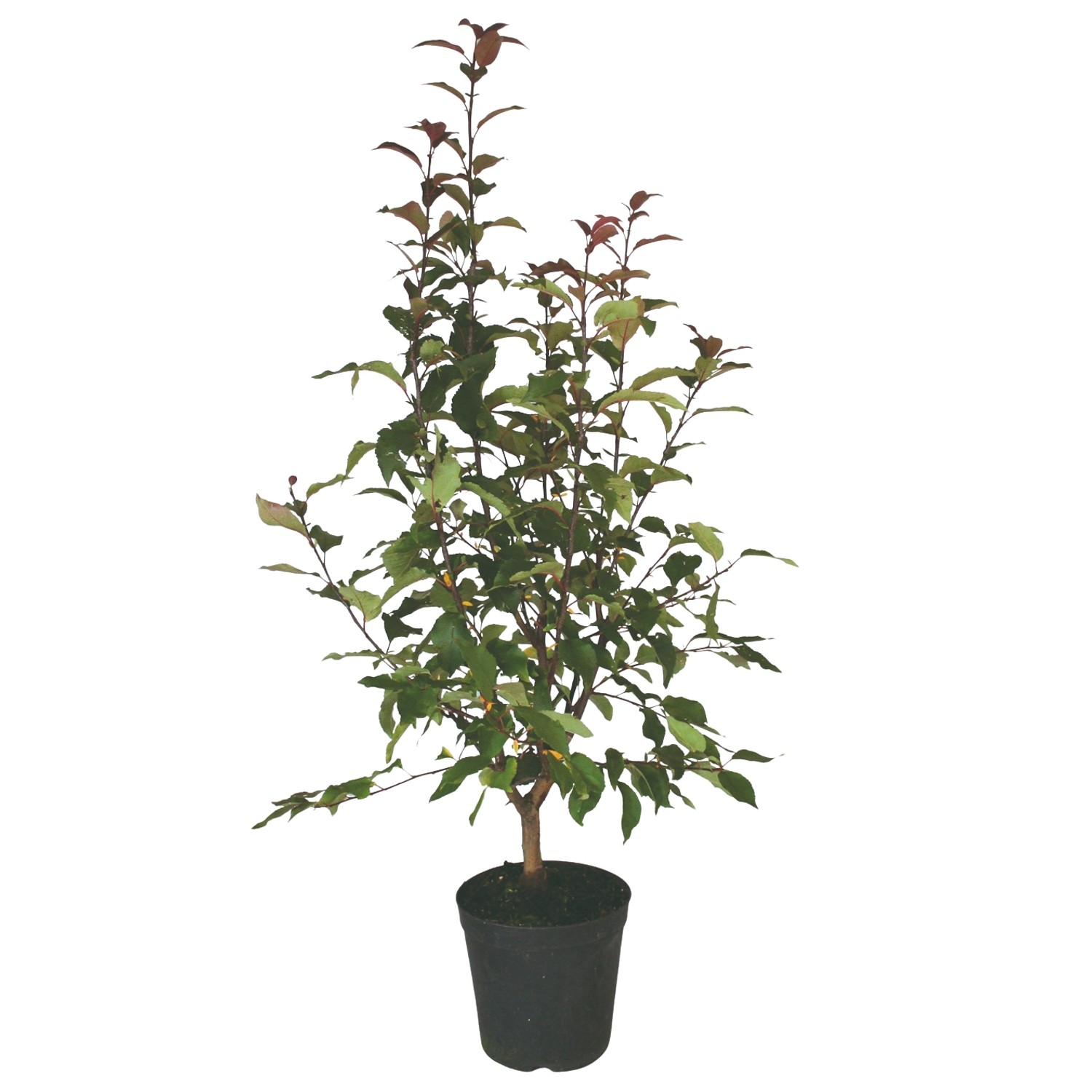 Zierapfel Red Sentinel Rot Höhe ca. 80 - 100 cm Topf ca. 7 l Malus günstig online kaufen