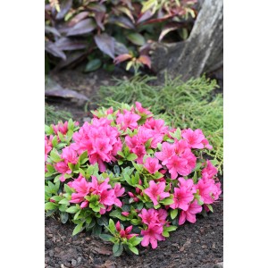 Japanische Azalee Michiko mit rosa Blüten im Gartenbeet.