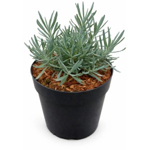 Provence-Lavendel Phenomenal im Topf, ca. 20 cm hoch. Winterhart und duftend.
