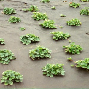 Mulchvlies Profirolle im Einsatz: Beet mit jungen Pflanzen, geschützt durch das schwarze Gartenvlies.
