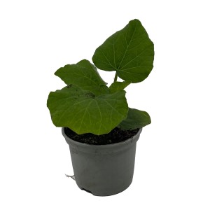 Bio Tomate 'Rund' im Topf, Solanum lycopersicum, grüne Blätter.