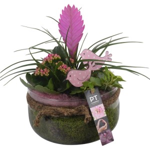 Zimmerpflanzen-Arrangement im Glasgefäß Topf-Ø ca. 19 cm