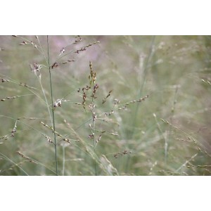 Detailaufnahme der filigranen Blütenstände der Panicum Virgatum Prairie Sky Rutenhirse.