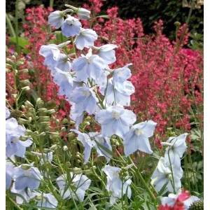 Blauer Rittersporn 'Ballkleid' (Delphinium belladonna) im Gartenbeet.