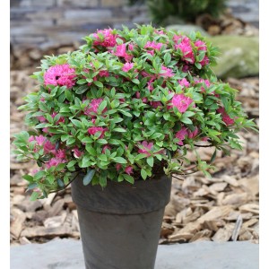 Japanische Azalee 'Maiogi' im Topf mit pinken Blüten. Rhododendron obtusum.
