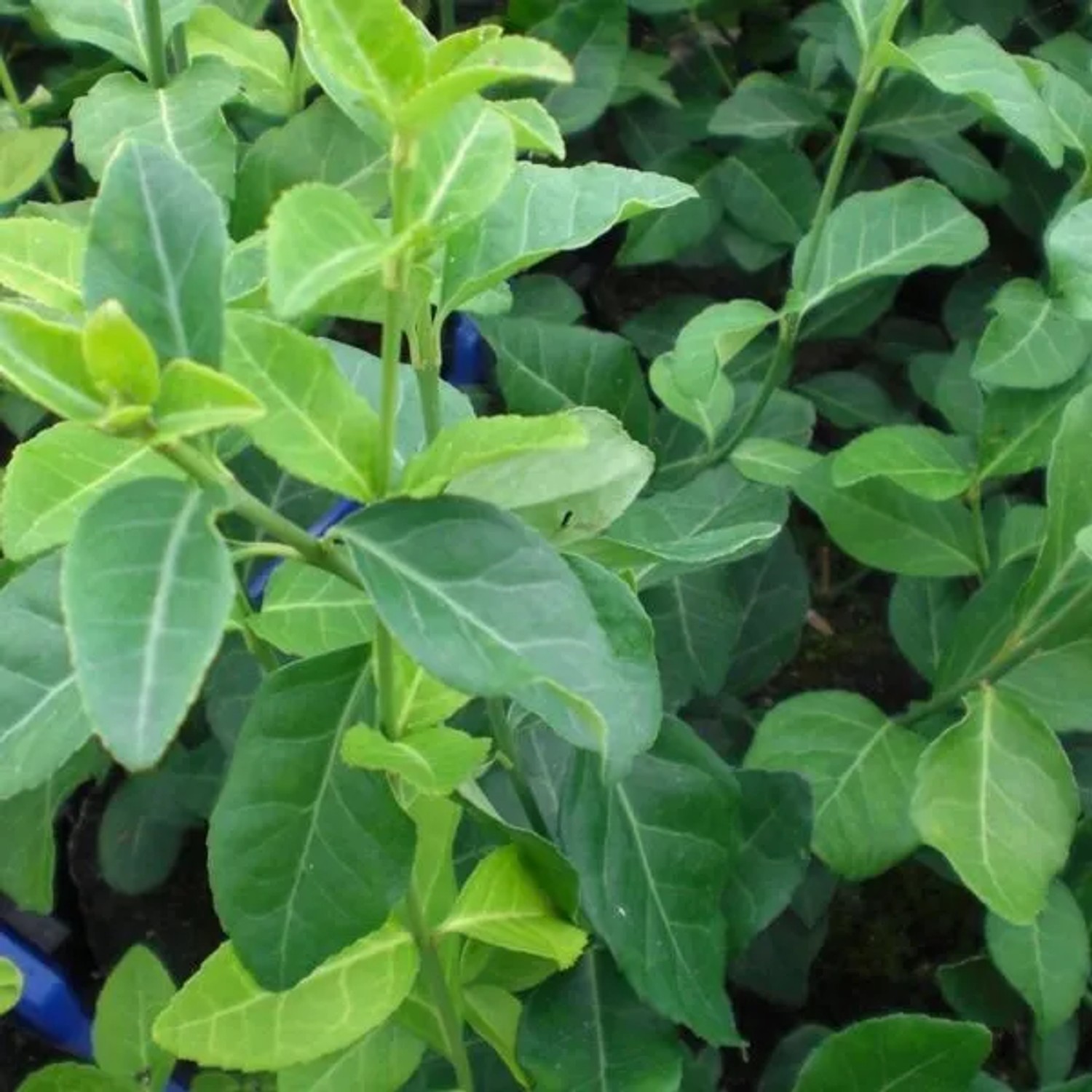 6 x Kriechspindel 'Dart's Blanket' Euonymus fortunei Topf 9cm Immergrüner Bodendecker