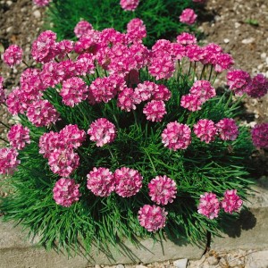 Nahaufnahme der rosa blühenden Grasnelke Armeria maritima 'Rosea Compacta' im 9x9 cm Topf.