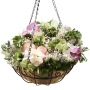 Dekorative Hängeampel (Ø 25cm) mit Blumen in schwarzem Metallkorb mit Kokoseinsatz.