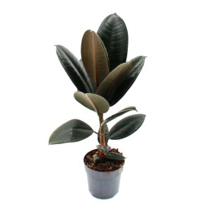 Exotenherz Gummibaum Ficus Elastica Abidjan im 11cm Topf.