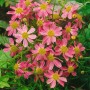 Coreopsis Rosea American Dream Mädchenauge Ca. 11x11 cm Topf