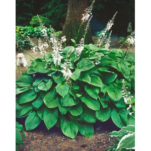 Duftende Funkie 'Honeybells' im Topf, grüne Blätter und weiße Blütenstände. Ideal für halbschattige Standorte.