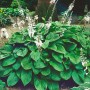 Duftende Funkie 'Honeybells' im Topf, grüne Blätter und weiße Blütenstände. Ideal für halbschattige Standorte.