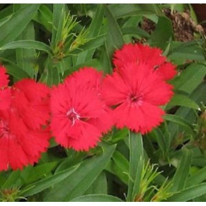 Leuchtend rote Federnelke Munot (Dianthus plumarius) im Gartenbeet.