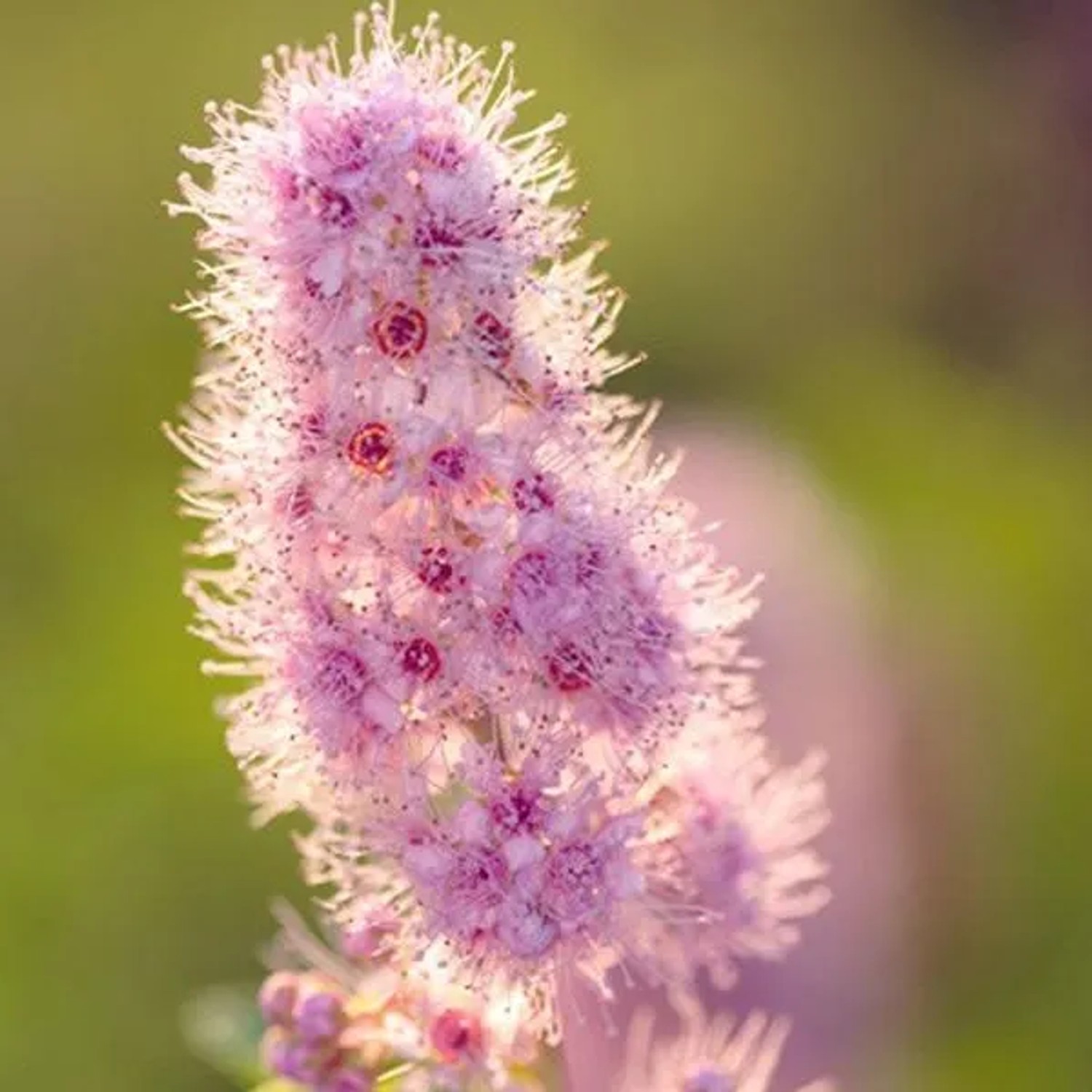 arborix Billard-Spiere Spiraea × Billardii 40 Bis 60 Cm Im Container Gruppenpflanzung