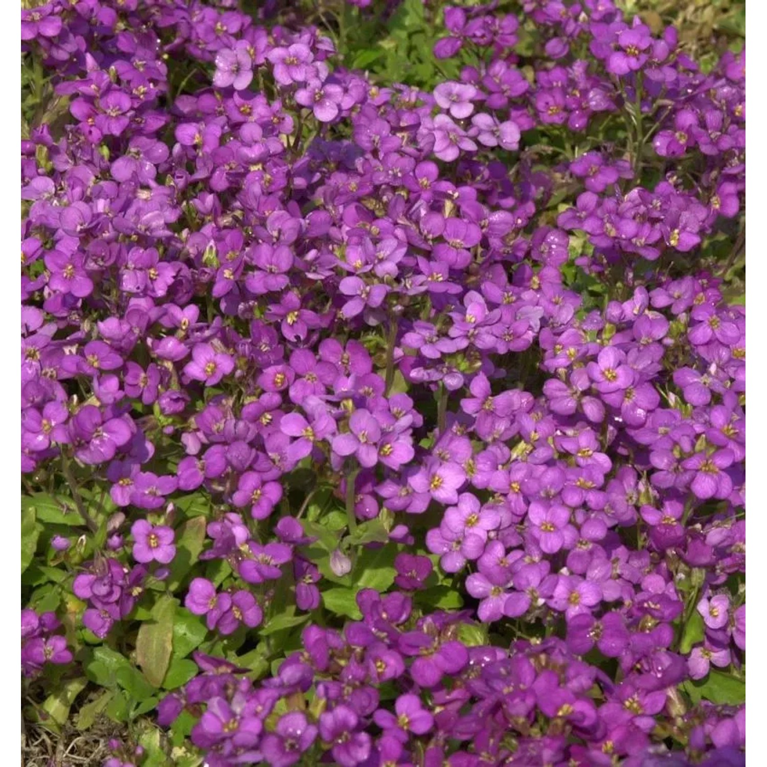 Gänsekresse Compinkie - Arabis caucasica