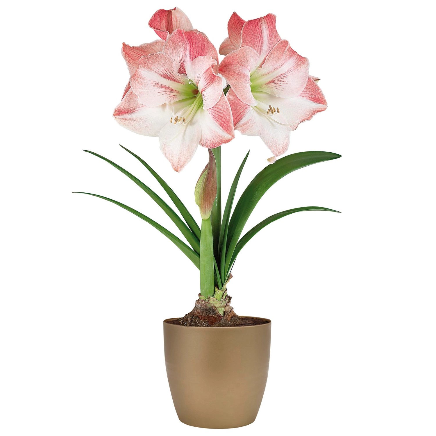 AmaryllisBlumenzwiebelSet "Apple Blossom" inkl. Keramiktopf und