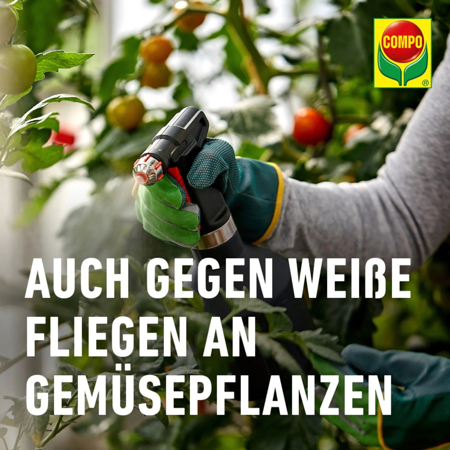 Anwendung von Compo Insektenmittel Prev-AM gegen Blattläuse auf Gemüsepflanzen.