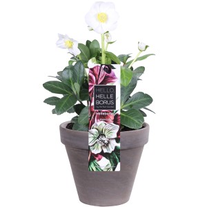 Christrose (Helleborus niger) im Basalt-Topf, weiße Blüten.