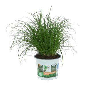 Frisches, grünes Katzengras 'Cyperus zumula' im Topf, GROW by OBI Vitalfutter für Katzen.