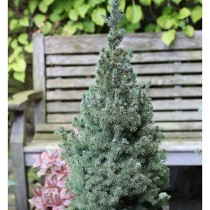Zwerg Zuckerhut Fichte 'Sanders Blue', ca. 60-70 cm, bläulich-grüne Nadeln, kegelförmiger Wuchs.