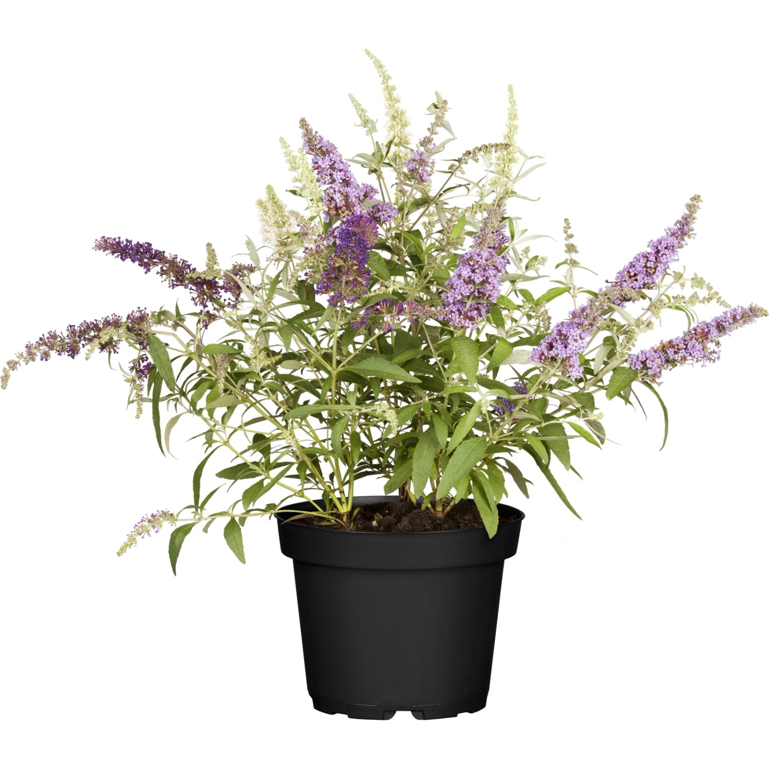 OBI Zwerg-Sommerflieder Buzz Trio Höhe ca. 20-30 cm Topf ca. 5 l