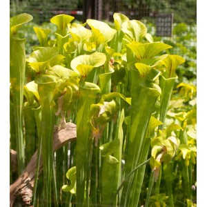 Gelbe Schlauchpflanze (Sarracenia flava), eine fleischfressende Pflanze mit gelben Schläuchen.