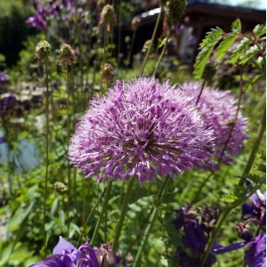 Zierlauch Summer Beauty - Allium hybride