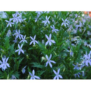 Blauer Bubikopf (Isotoma) im Topf, zarte blaue Blüten und grüne Blätter. Bodendecker für Garten und Beet.