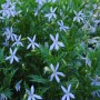 Blauer Bubikopf (Isotoma) im Topf, zarte blaue Blüten und grüne Blätter. Bodendecker für Garten und Beet.