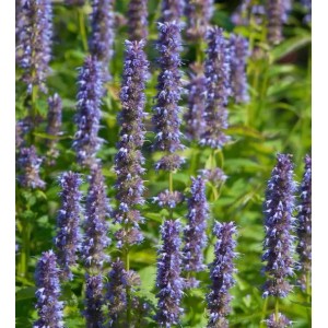 Blühende Mexikonessel 'Blue Fortune' (Agastache rugosa) im Gartenbeet.