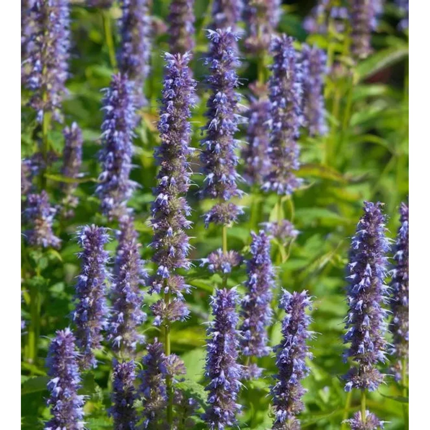 Mexikonessel Blue Fortune - Agastache rugosa günstig online kaufen